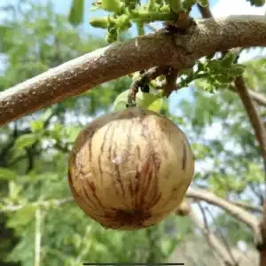 Spanish tamarind