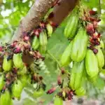 Bilimbi Cucumber Tree