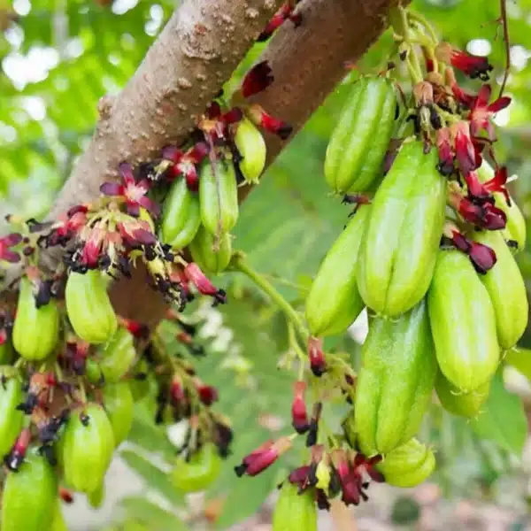 Bilimbi Cucumber Tree