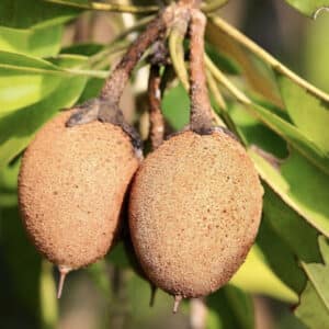 sapodilla fruit