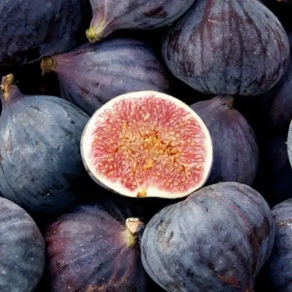 Fig ( Ficus carica ) tropical live plant