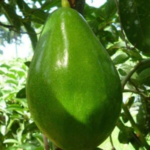 Avocado semil 34