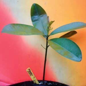 Mamme apple (Mammea americana) fruit live tree