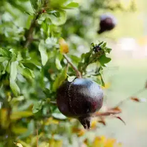 Black Pomegranate Tropical Fruit Tree