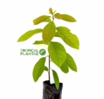 avocado tree seedling