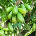 Bilimbi Cucumber Tree