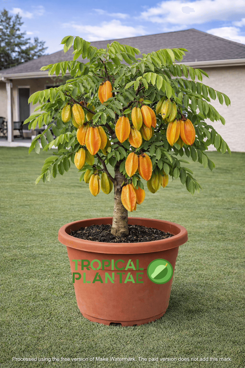 IMG_1086 Carambola tree