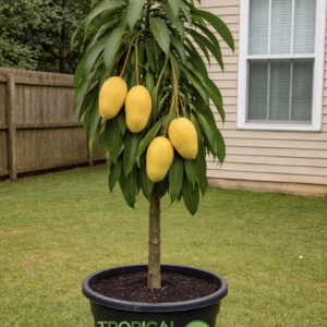 Mango tree