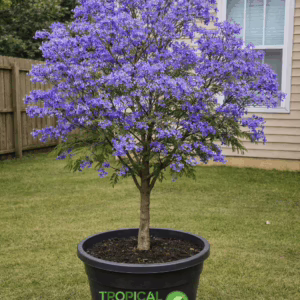 Jacaranda