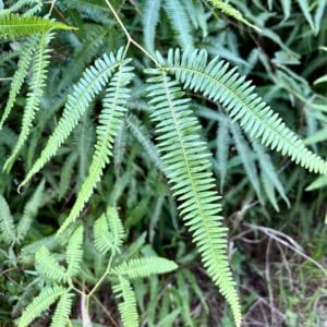 old fern