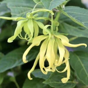 Ylang ylang