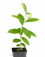 yellow strawberry guava