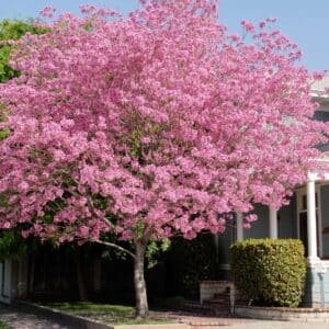 Pink Trumpet Tree