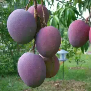 Grafted Mango Palmer