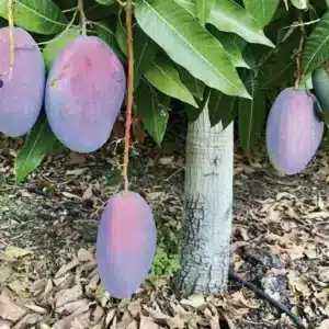 Grafted Mango Palmer