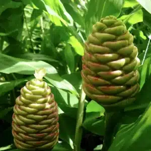 Pinecone ginger