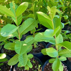 Chinese guava tree