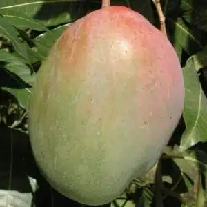 Mango Keitt