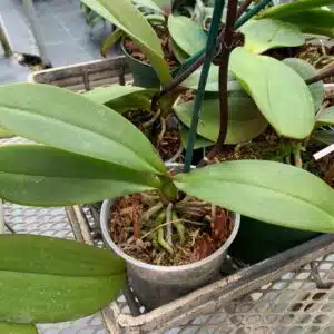 Moon Orchids (Phalaenopsis amabilis) live plant