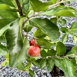 Big Acerola ( Malpighia emarginata) tropical live fruit tree