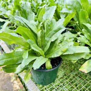 Long Coriander / Culantro