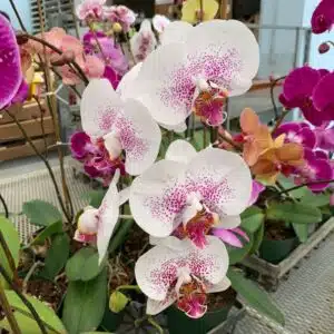 Moon Orchids (Phalaenopsis amabilis) live plant