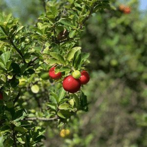 Acerola (Malpighia emarginata) fruit tree