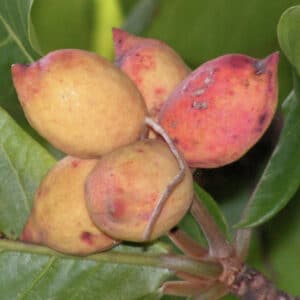 Indian Almond tree