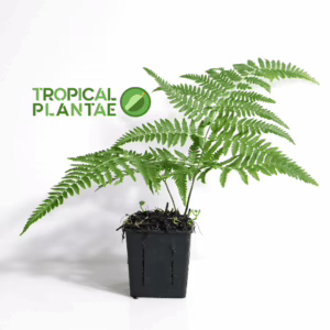 Australian Tree Fern