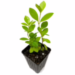 yellow strawberry guava