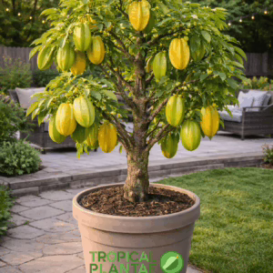 star fruit tree