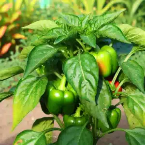 Bell Pepper (Capsicum annuum)