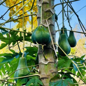 hanging papaya