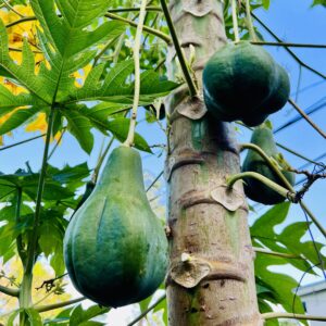 hanging papaya