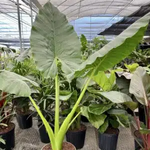 Alocasia macrorrhiza