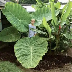 Giant Taro