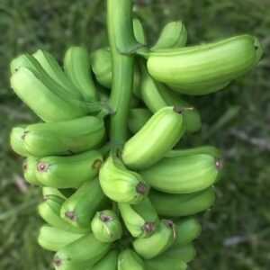 The Hua Moa banana