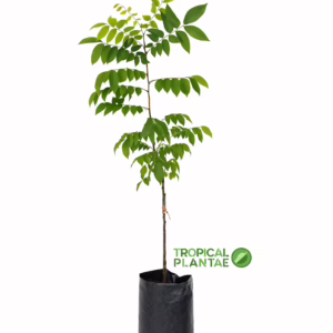 grafted star fruit tree