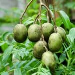 June plum seeds