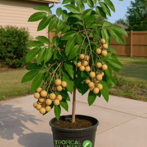 longan tree