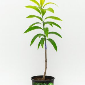 Mahachanok mango tree