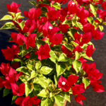 Bougainvillea