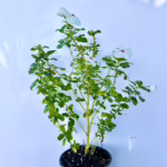 Madagascar periwinkle