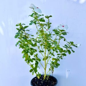 Madagascar periwinkle