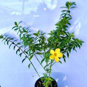 yellow flower plant