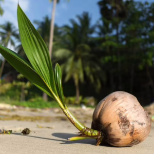 coconut palm seed
