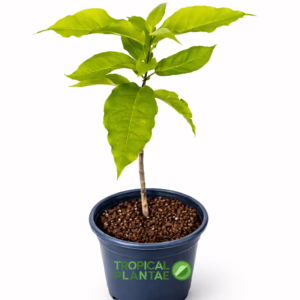 Peanut Butter Fruit Tree